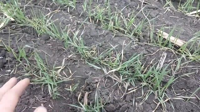 Обзор пшеницы по предшественникам подсолнух\пшеница 18/04/2018 смотреть онлайн