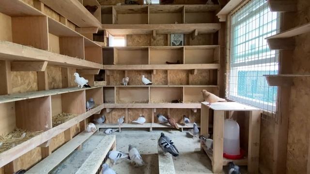 Устройство моей голубятни￼￼