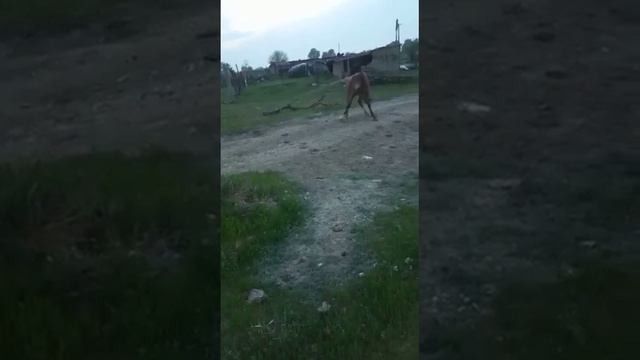 Обучение лошадей в Дагестане смотреть онлайн
