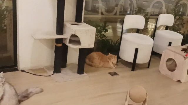 Cat Cafe Vibrissae | Кошачье кафе Вибриссы | Al Safa Park