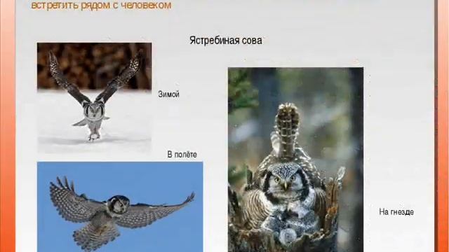 Буктрейлер "Красная книга ХМАО-Югры" смотреть онлайн