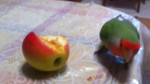 Попугай Неразлучник