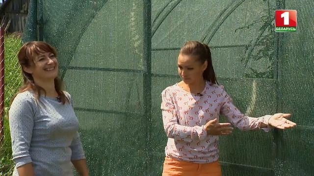 Притеняем теплицу с передачей Дача смотреть онлайн