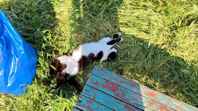 Город Днепрорудный. Прогулка 19.06.2023. смотреть онлайн