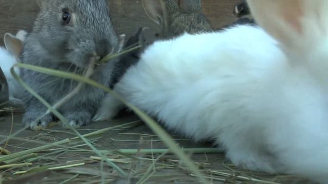 Деревенские каникулы ► Море кроликов пора их ► посчитать смотреть онлайн