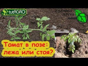 УДОБНАЯ ПОЗА ДЛЯ ТОМАТА. Как заглублять томат: стоя или лежа? Вот как я делаю и всегда с урожаем!