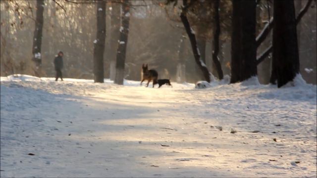 Немецкая овчарка Каста смотреть онлайн