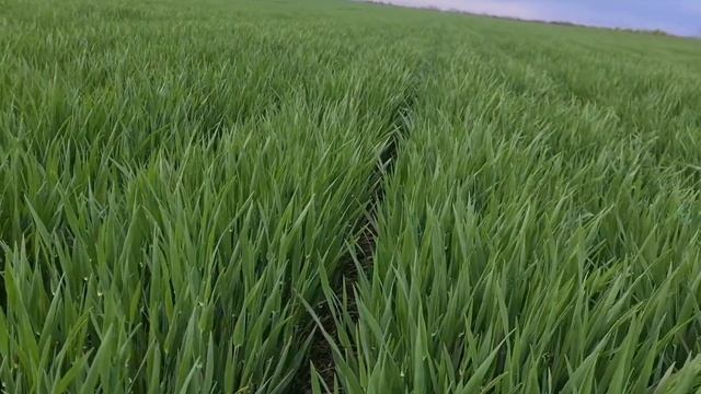 Осмотр посевов озимых культур 03.05.2021. No-till смотреть онлайн