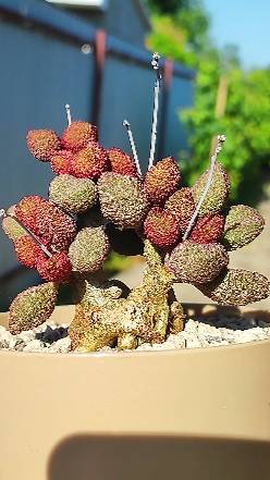 Пересадка Adromischus Marianiae Herrei смотреть онлайн