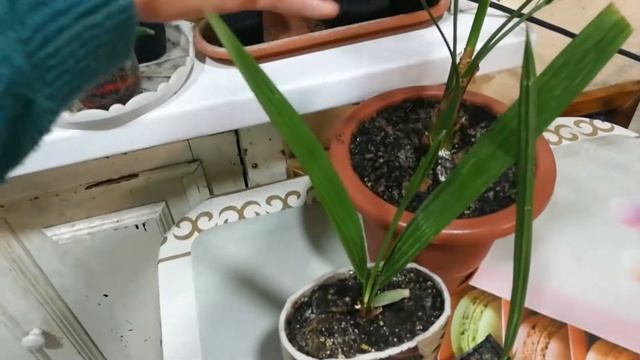 ПАЛЬМА НА ОКНЕ. ФИНИК И ФИКУС. МОИ ЛЮБИМЫЕ РАСТЕНИЯ смотреть онлайн