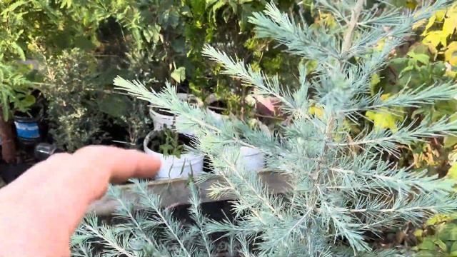 Сеянцы в конце сезона смотреть онлайн