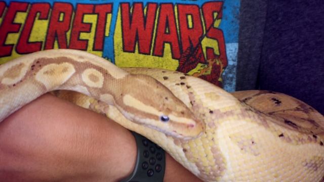 What I Wish I Knew BEFORE Getting A Ball Python смотреть онлайн