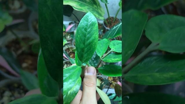 ЗАМИОКУЛЬКАС ВАРИЕГАТНЫЙ ПУСТИЛ КОРНИ #shorts