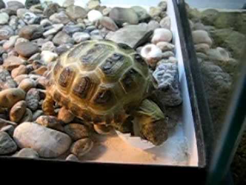 turtle.AVI смотреть онлайн