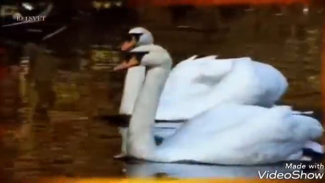 А осень вяжет листья в узелок ... смотреть онлайн