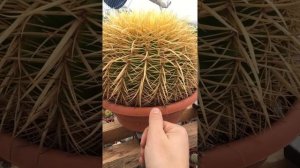 как определить сколько лет кактусу? Эхинокактус Грузона Echinocactus grusonii
