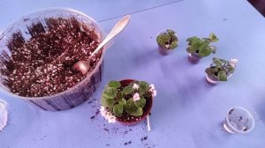 24.10.21.ФИАЛКИ на фитиле.. какой фитиль и грунт.