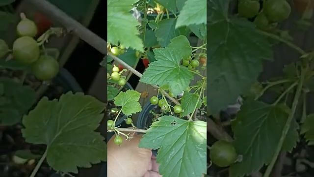 РАССАДА ЧЕРНОЙ СМОРОДИНЫ 2-3 ЛЕТКИ // ВАЦАП ДЛЯ ЗАКАЗА 8-915-245-81-59 ПИСЬМЕННО