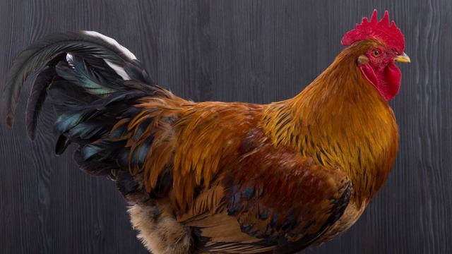 What Does A Rooster Spirit Animal Mean and Symbolize? смотреть онлайн