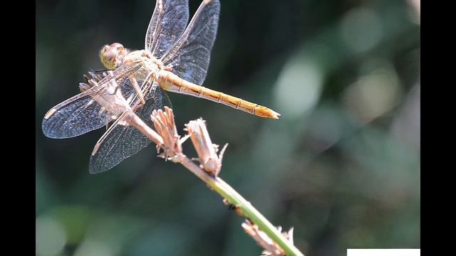 Медиафотовыставка «Природные сокровища Донского края» смотреть онлайн