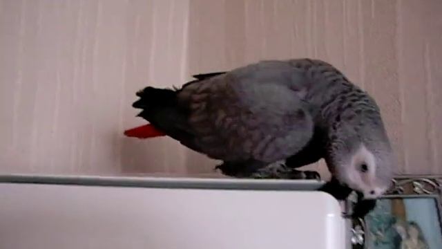 Жако Кима. Попугай или дятел? смотреть онлайн