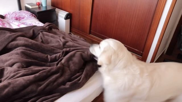 How a Golden Retriever wakes up my wife! смотреть онлайн