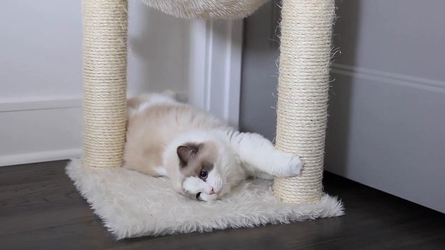 Meet Eleanor, the Cuddliest Blue Bicolor Ragdoll Kitten | Caroline, Penelope & Nora the Ragdoll Cat смотреть онлайн