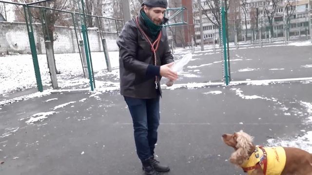 Спаниель Сёма: Как научить любой команде за 5 минут ДРЕССИРОВКА смотреть онлайн