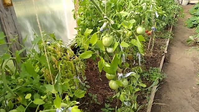 Нет завязи на томатах!!! смотреть онлайн