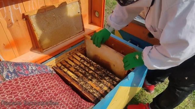 Матки БАКФАСТ B200 какие они? Бакфаст-Buckfast смотреть онлайн