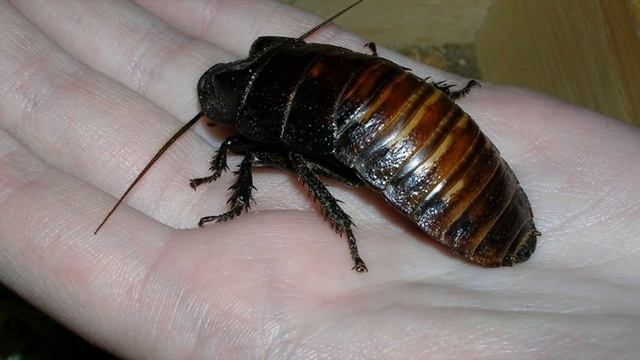 ТОП | САМЫЕ ЖИВУЧИЕ СУЩЕСТВА.