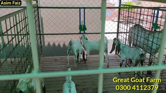 Great Goat Farm in Pakistan || Modern Goat Farm Lahore || Fully Automatic Goat Farm Shed Design смотреть онлайн