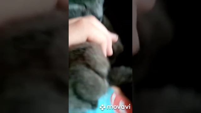 Кот порезал лапу смотреть онлайн