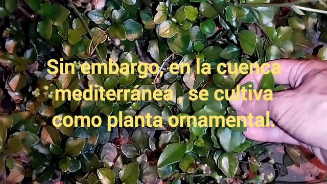 🚶♀️ Senecio angulatus,  conocido como hiedra del Cabo