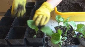 Перевалка рассады баклажанов. Можно ли заглублять рассаду баклажанов?