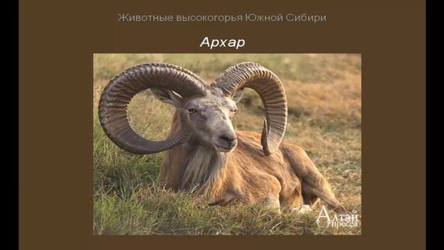 АРХАР часть 6 смотреть онлайн