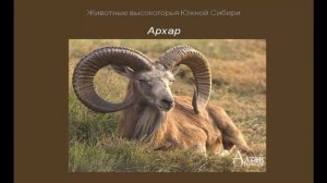 АРХАР часть  6