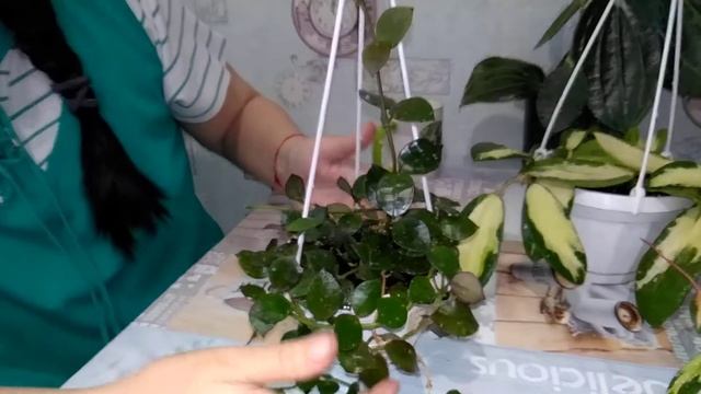 Хойя Verticillata variegata / Уход и содержание // И другое ... смотреть онлайн