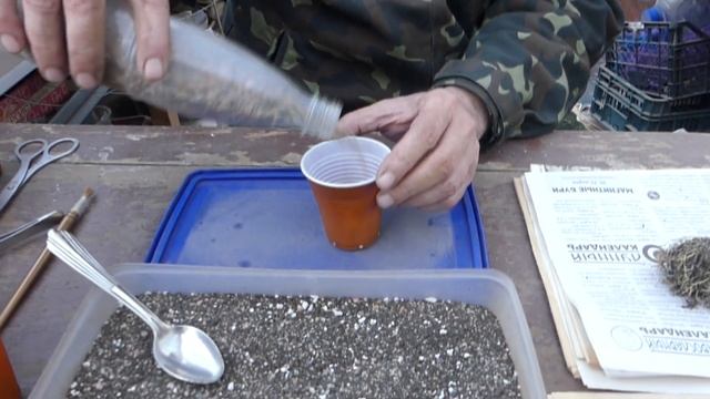 КАК ПЕРЕСАДИТЬ КАКТУСЫ смотреть онлайн