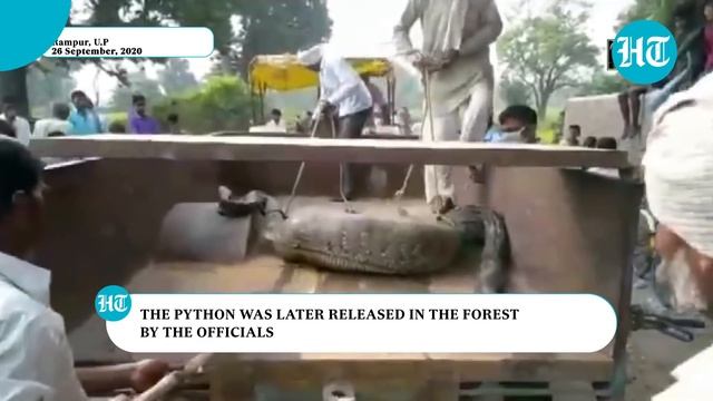Watch: Python, unable to move after eating large prey, rescued in Rampur смотреть онлайн
