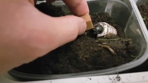 Кормление личинки жука-голиафа Goliathus goliatus