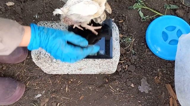 Цыплят растут не по дням а по часам//вес цыплёнка бройлера в две недели #цыплёнок #бройлер смотреть онлайн