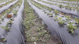 Укрытие клубники азия, альба под спанбонд от весенних морозов