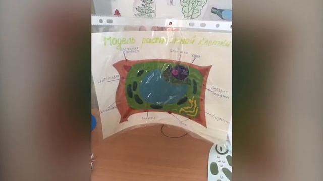 Результат проекта Строение клетки смотреть онлайн