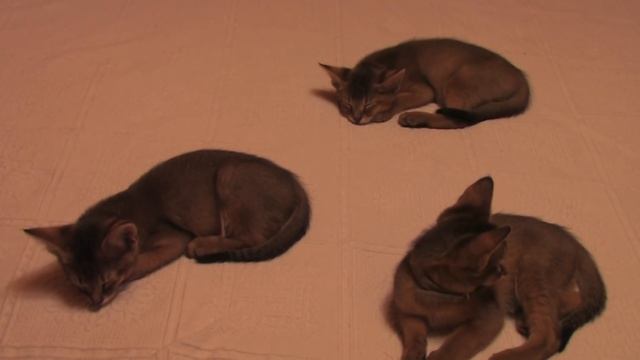 Спящие котята Чаузи F1 - Chausie F1 kittens смотреть онлайн
