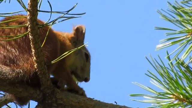 Белка с шишкой смотреть онлайн