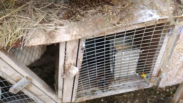 Кролики и поение для них, как приручить кролика до напельного поения?! смотреть онлайн
