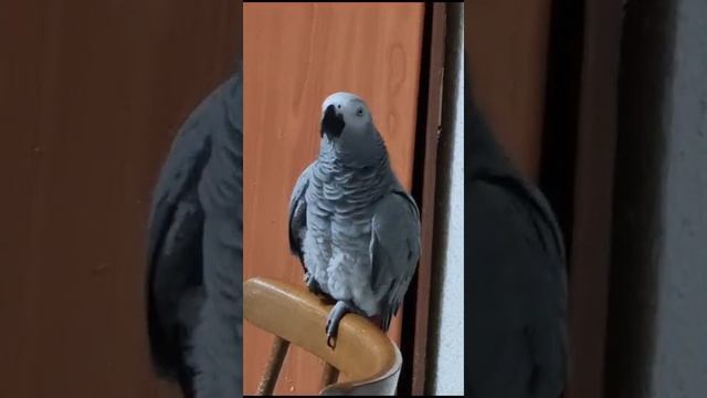 Стишок: Идёт Качок... Как здоровье? Ты красивый! ребенок смешно скандалит... смотреть онлайн