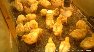 Как кормить индюшат