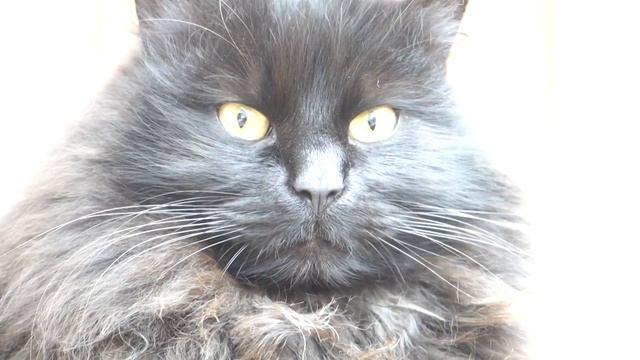 Жил да был себе черный кот смотреть онлайн